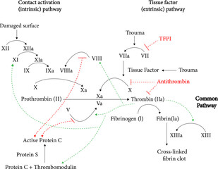 vector image of Coagulation Cascade diagram  © aboabdelah