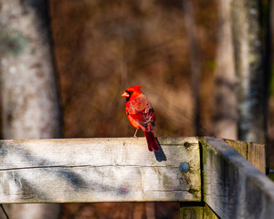 red cardinal on a branch