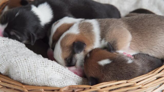 Small newborn Welsh Corgi puppies, snuggled up to each other, sleeping sweetly in wicker basket. Love and tenderness. Maintenance and feeding of pets. Raising puppies. Dog breeding. 4k footage.