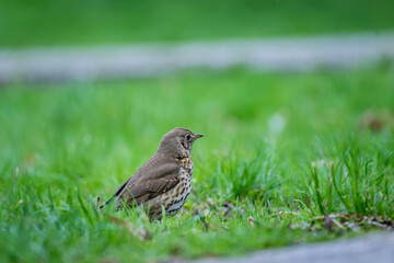 song thrush (Turdus philomelos) roaming in the grass