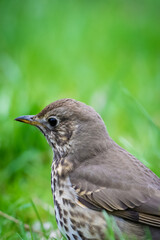 close up of a song thrush from the side on a green lawn background in a park
