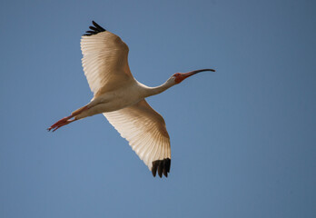 Albus: An American White Ibis spreads its wings as it steaks across a clear sky in Saint Marys, Georgia