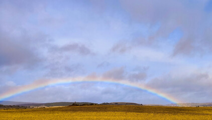 Naklejka na ściany i meble rainbow in the wheat field on a rainy and sunny day horizontal landscape photo
