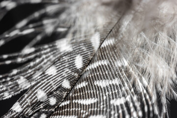 Close up einer Feder im individuellen Muster mit schönem traumhaften Bokeh