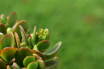 Fototapeta na wymiar planta verde com fundo desfocado 