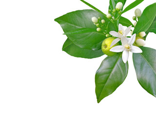 Branch of orange tree with white fragrant flowers, buds, leaves and fruit isolated transparent png. 
Neroli blossom corner.