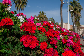 Heaps of geraniums for a beautiful floral background