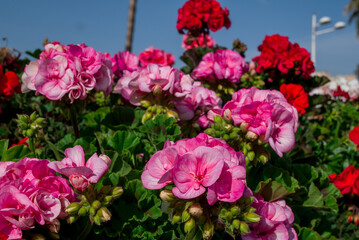 Heaps of geraniums for a beautiful floral background