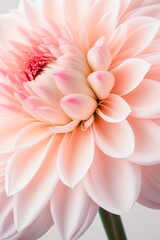 Peachy pink dahlia flower closeup macro
