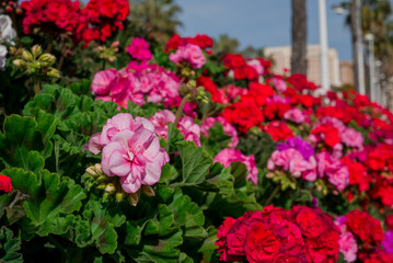 Heaps of geraniums for a beautiful floral background