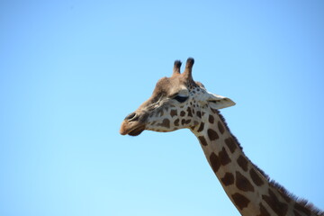 Cute giraffe at the zoo