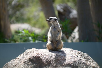 A cute animal at the zoo