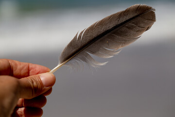 PLUMA 