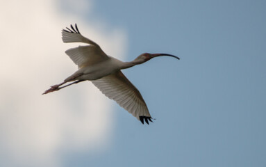 Abu Minjal: An American White Ibis streaks across a cloudy blue sky in Saint Marys, Georgia