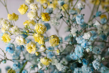 Many beautiful dyed gypsophila flowers on light grey background, closeup