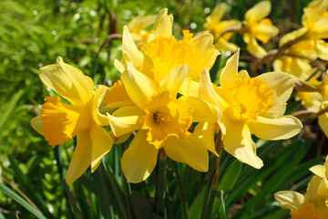 Beautiful yellow daffodils growing outdoors on spring day