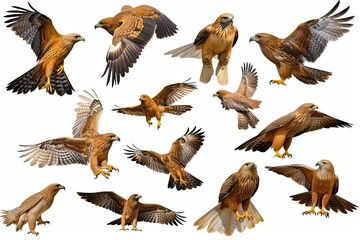 Flying birds of prey include falcons, hawks, and lesser spotted eagles (Aquila pomarina). Generative AI
