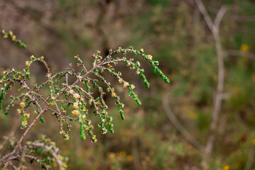 Tiny little yellow flowers in bloom on a wild spiky plant in a forest