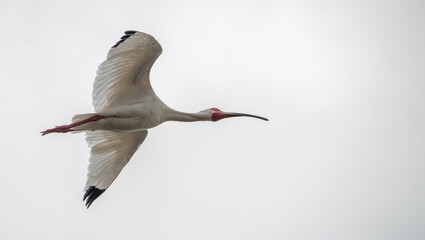 NASA: An American White Ibis spreads its wings as it steaks across a clear sky in Saint Marys, Georgia