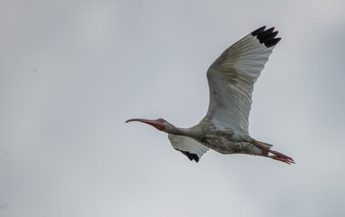 Learners Permit: A juvenile American White Ibis spreads its wings as it streaks across a clear blue sky in Saint Marys, Georgia.