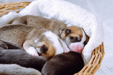 Little charming Welsh Corgi puppies, snuggled up to each other, sleeping sweetly in wicker basket. Positive emotions. Pets. Childhood. Maintenance and feeding of pets. Dog breeding. Positive emotions.