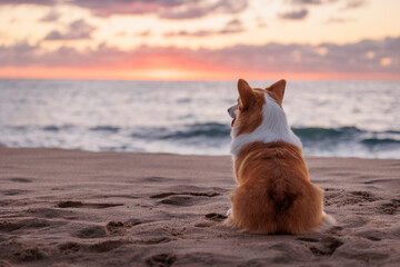 Welsh corgi pembroke sitting on the sandy beach, view from the back, beautiful sunset sky