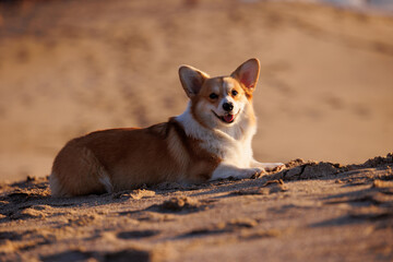 Red and white smiling welsh corgi pembroke lying on the sandy beach
