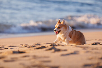 Funny red and white welsh corgi pembroke running on the sandy beach