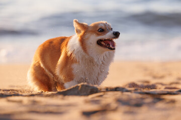 Funny welsh corgi pembroke running on the sandy beach