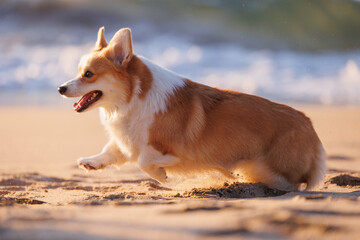 Funny welsh corgi pembroke running on the sandy beach