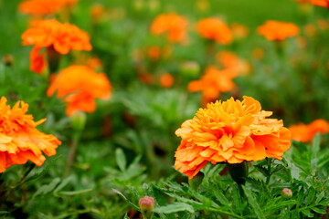 orange flower with blur background