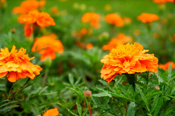 orange flower with blur background
