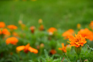 orange flower with blur background