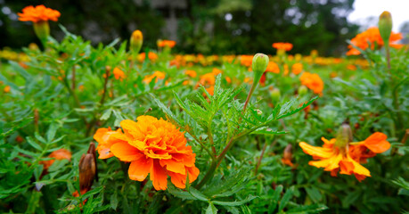 orange flower with blur background