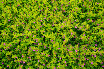 Obraz premium abstract background field of flowers