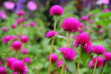 Pink flower with blur background