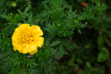 yellow flowers with blur background