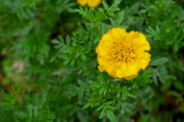 yellow flowers with blur background