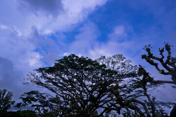 tree silhouette against blue sky background