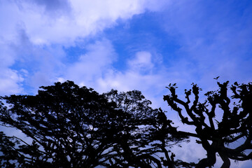 tree silhouette against blue sky background