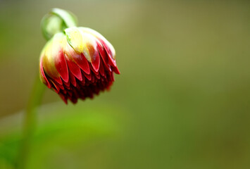 Obraz premium Red Dahlia flower buds with blur background