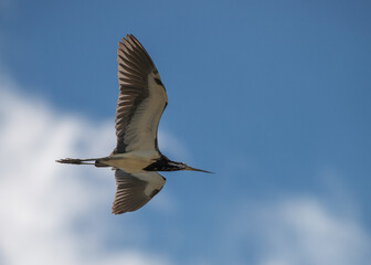 Freedom Flight: A Tricolored Heron raises glides across a cloudy blue sky in Saint Marys, Georgia