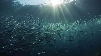 Obraz na płótnie Canvas School of fish swimming under water of sea. School sardinella fish swims in underwater