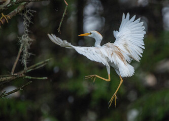 Nesting: A Cattle Egret returns to its nest in Florida rookery.