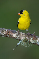 American Goldfinch
