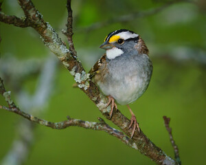 White-throated Sparrow