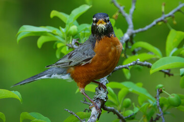 American Robin in Plum Tree