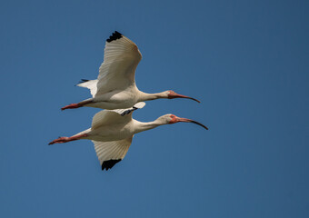 Fototapeta na wymiar Family Outings: A pair of American White Ibis fly together across a clear blue sky in Saint Marys, Georgia