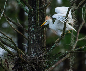 Seasonal Chores: A Cattle Egret lands nears its nest in a Florida rookery.