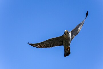 青空バックに急旋回するハヤブサ